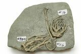 Fossil Crinoid Plate (Three Species) - Crawfordsville, Indiana #371578-1